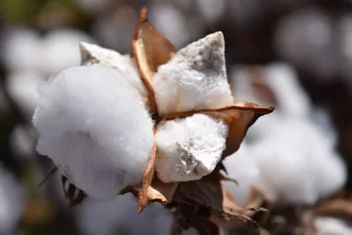 le coton, une matière anti transpiration moyenne